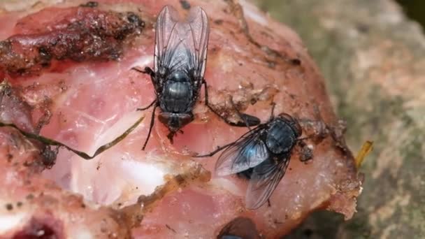 Die Stubenfliege Ist Eine Fliege Des Untergeordneten Cyclorrhapha Man Nimmt — Stockvideo