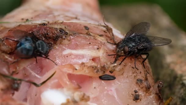 Mucha Domowa Jest Muchą Podrzędu Cyclorrhapha Uważa Się Rozwinął Się — Wideo stockowe