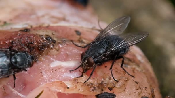 家蝇是子目环孢科植物中的苍蝇 它被认为是在新生代进化而来的 可能是在中东 并作为人类的一种奖赏在全世界传播开来 — 图库视频影像