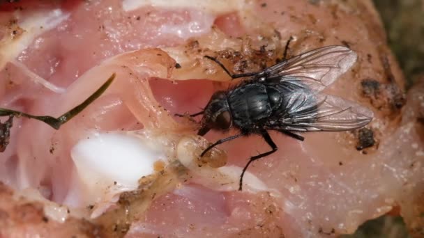 ハウスフライ Housefly サブオーダー シクロラプハのフライである おそらく中東では 中世に進化したと考えられており 人類の共同体として世界中に広がっています — ストック動画