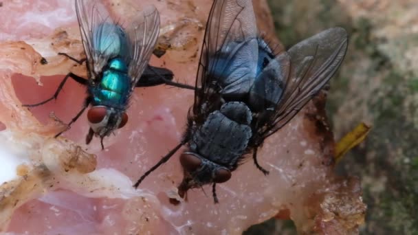 Домашня Муха Муха Підряду Cyclorrhapha Вважається Він Розвинувся Кайнозойську Еру — стокове відео