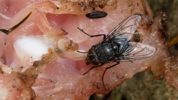 Moucha Moucha Podřádu Cyclorrhapha Vyvinula Cenozoické Éře Možná Blízkém Východě — Stock video