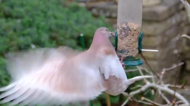 Pigeon Sauvage Nourrissant Dans Jardin Maison Urbaine Les Pigeons Sauvages — Video