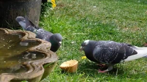 Pombo Feral Alimentando Jardim Casa Urbana Pombos Feral Também Chamados — Vídeo de Stock