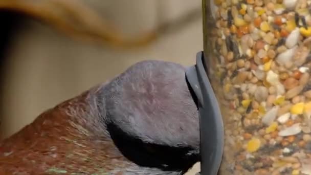 Pigeon Sauvage Nourrissant Dans Jardin Maison Urbaine Les Pigeons Sauvages — Video