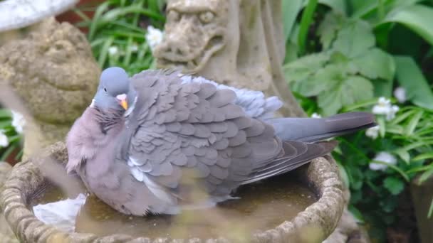 Piccione Legno Nel Giardino Della Casa Urbana Gli Uccelli Trovano — Video Stock