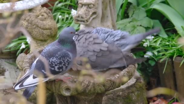 都市の家の庭で木鳩 鳥類は通常農場で見られますがますます町に入ってきています 一般的な木製の鳩は鳩と鳩の家族の大きな種です — ストック動画