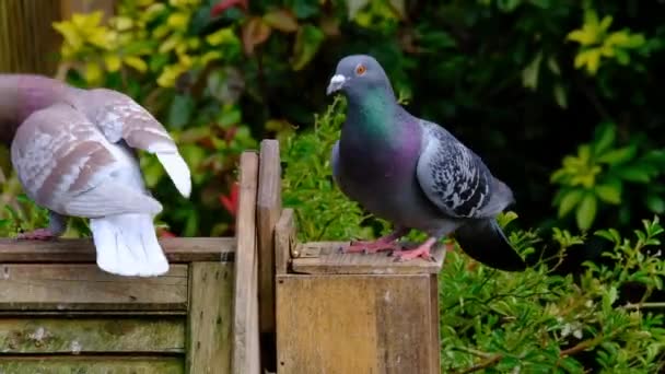 Vahşi Doğaya Geri Döndü Yerli Güvercinleri Türetilmiştir Güvercinler Denilen Şehir — Stok video