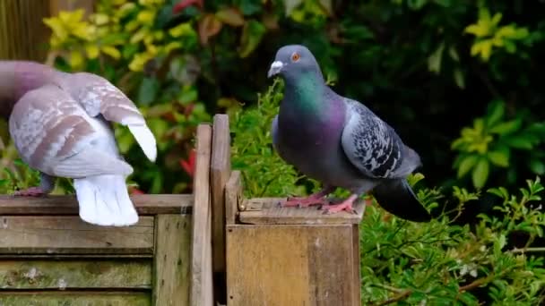 Förvildade Duvor Även Kallad Staden Duvor Staden Duvor Eller Gatan — Stockvideo