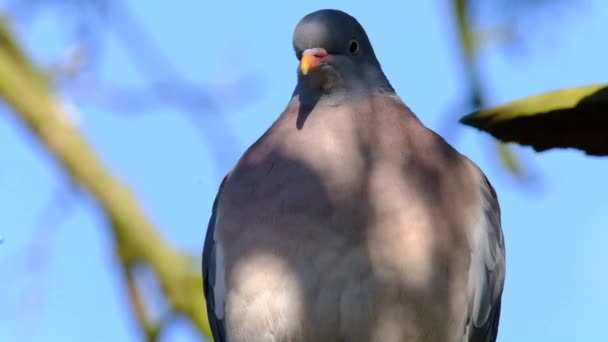 Wood Pigeon Urban House Garden Birds Normally Found Farm Fields — Stock Video