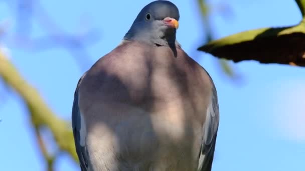 城市家庭花园的木鸽 鸟类通常在农田里被发现 但越来越多的鸟儿进入城镇 常见的木鸽是鸽子和鸽子族中的一个大物种 — 图库视频影像