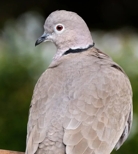 The Eurasian collared dove is a dove species originally native to Asia, which has spread to Europe, been introduced to North America, and is present in China, Japan and Korea.