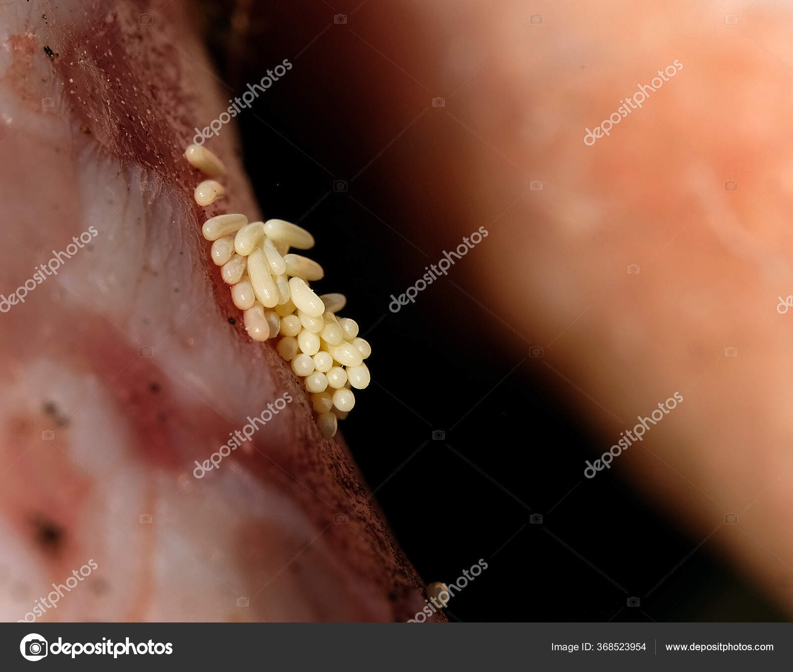 Mosca Garrafa Azul Descansando Na Folha Detalhe Varejeira Branca PNG ,  Macro, Isolado, Branco PNG Imagem para download gratuito, image size:1600x1357