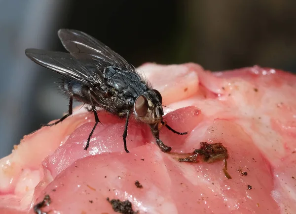 Mosca Domestica Una Mosca Del Sottordine Cyclorrhapha Ritiene Che Sia — Foto Stock