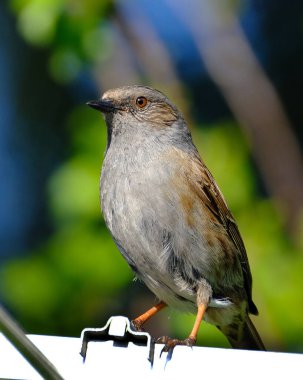 Dunnock, Orta Avrupa 'da ve Asya Rusya' da bulunan küçük bir kuş türüdür. Dunnocks, Yeni Zelanda 'ya da başarıyla sokulmuştur.