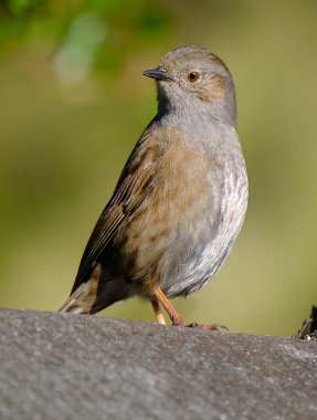 Dunnock, Orta Avrupa 'da ve Asya Rusya' da bulunan küçük bir kuş türüdür. Dunnocks, Yeni Zelanda 'ya da başarıyla sokulmuştur.