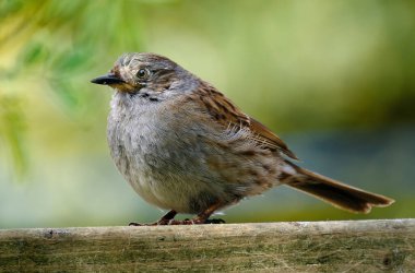 Dunnock, Orta Avrupa 'da ve Asya Rusya' da bulunan küçük bir kuş türüdür. Dunnocks, Yeni Zelanda 'ya da başarıyla sokulmuştur.