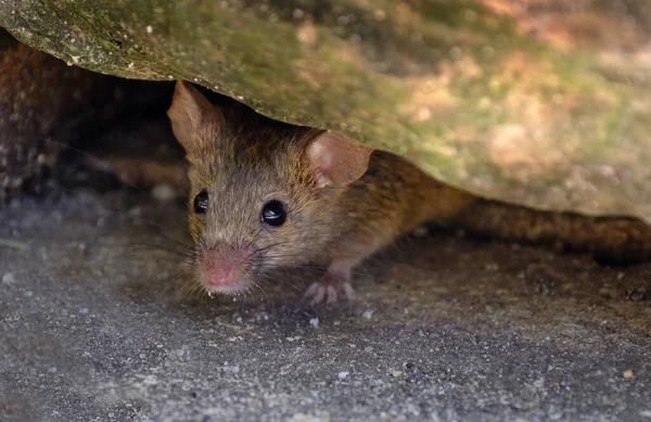 The house mouse is a small mammal of the order Rodentia, characteristically having a pointed snout, large rounded ears, and a long and hairy tail. It is one of the most abundant species of the genus Mus.