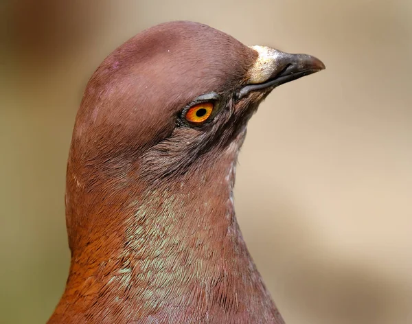 Feral Pigeons Also Called City Doves City Pigeons Street Pigeons — Stock Photo, Image