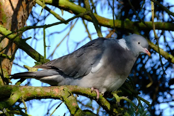 The common wood pigeon is a large species in the dove and pigeon family. It belongs to the genus Columba and, like all pigeons and doves, belongs to the family Columbidae.