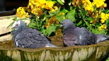 Güvercinler, ayrıca şehir güvercinleri, şehir güvercinleri ya da sokak güvercinleri olarak da bilinir, vahşi doğaya geri dönen güvercinlerden türetilmiş güvercinlerdir. Şehir bahçesinde yıkanmak ve dinlenmek.