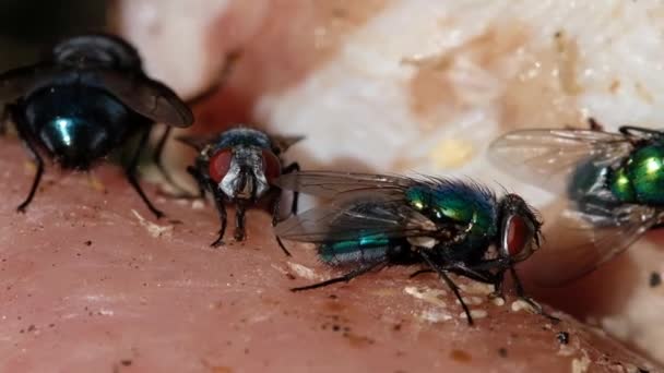 Όνομα Πράσινη Μύγα Μπουκαλιών Πράσινη Μύγα Εφαρμόζεται Πολλά Είδη Calliphoridae — Αρχείο Βίντεο