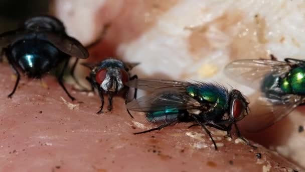 Green Bottle Fly Greenbottle Fly 이름은 Lucilia Peienicia 수많은 종류의 — 비디오