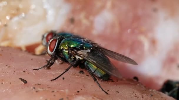 Green Bottle Fly Greenbottle Fly 이름은 Lucilia Peienicia 수많은 종류의 — 비디오