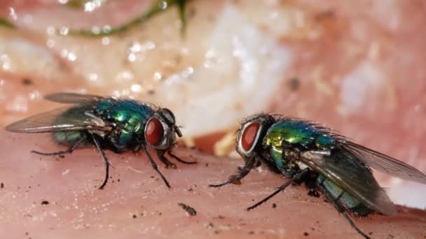 Name Green Bottle Fly Greenbottle Fly Applied Numerous Species Calliphoridae — Stock Video