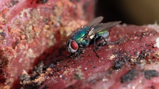 Namnet Grön Flaskfluga Eller Grön Flaskfluga Används Många Arter Calliphoridae — Stockvideo