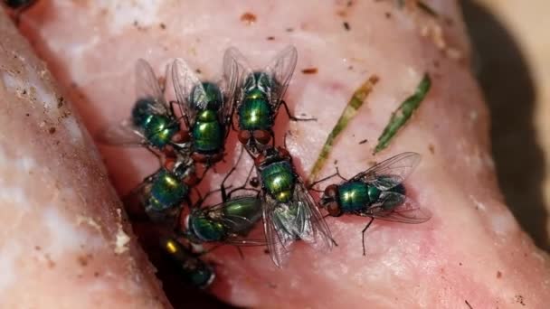 绿瓶苍蝇或绿瓶苍蝇的名称被应用于许多种类的绿瓶子苍蝇或绿瓶苍蝇 属于Lucilia和Phaenicia属 — 图库视频影像