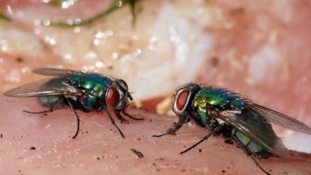 Name Green Bottle Fly Greenbottle Fly Applied Numerous Species Calliphoridae — Stock Video