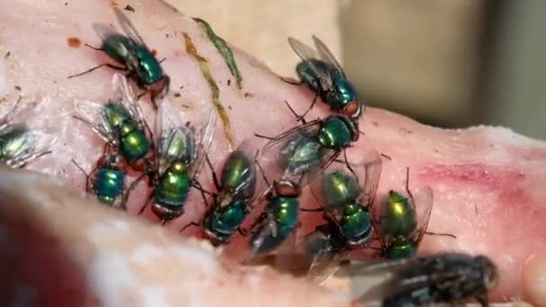 Name Green Bottle Fly Greenbottle Fly Applied Numerous Species Calliphoridae — Stock Video
