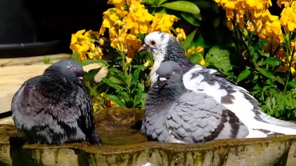 Feral Pigeons 也被称为城市鸽子 城市鸽子或街头鸽子 是来源于返回野外的家鸽的鸽子 城市家庭花园的洗浴和休息 — 图库视频影像