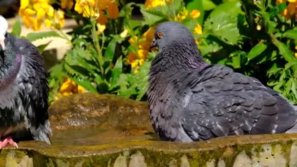 Feral Pigeons 也被称为城市鸽子 城市鸽子或街头鸽子 是来源于返回野外的家鸽的鸽子 城市家庭花园的洗浴和休息 — 图库视频影像