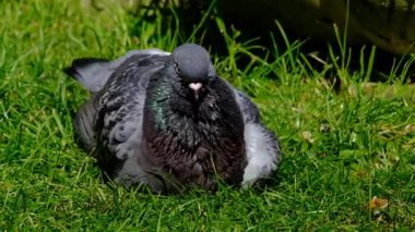 Güvercinler, ayrıca şehir güvercinleri, şehir güvercinleri ya da sokak güvercinleri olarak da bilinir, vahşi doğaya geri dönen güvercinlerden türetilmiş güvercinlerdir. Şehir bahçesinde yıkanmak ve dinlenmek.