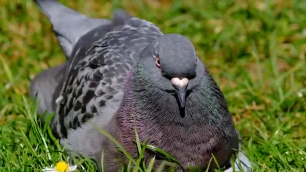 Feral Pigeons 也被称为城市鸽子 城市鸽子或街头鸽子 是来源于返回野外的家鸽的鸽子 城市家庭花园的洗浴和休息 — 图库视频影像