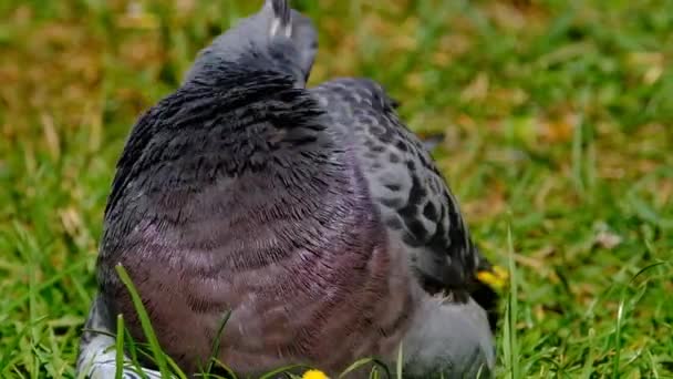 Vadgalambok Más Néven Városi Galambok Városi Galambok Vagy Utcai Galambok — Stock videók