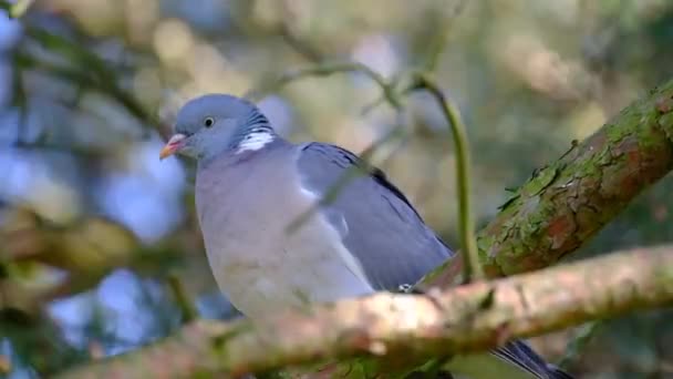 Common Wood Pigeon Large Species Dove Pigeon Family Belongs Genus — Stock Video