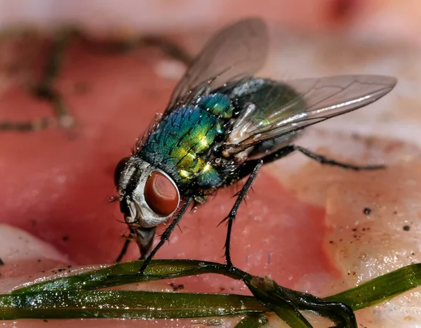 Nome Mosca Garrafa Verde Mosca Greenbottle Aplicado Inúmeras Espécies Calliphoridae — Fotografia de Stock