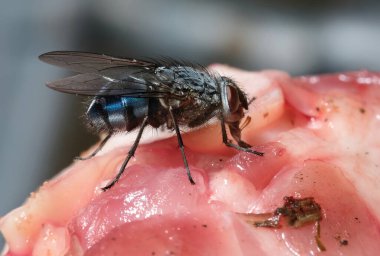 Sinek, Cyclorrhapha alt sınırının bir sineğidir. Cenozoik Çağ 'da, muhtemelen Orta Doğu' da evrimleştiğine inanılıyor ve tüm dünyaya yayılmış durumda.