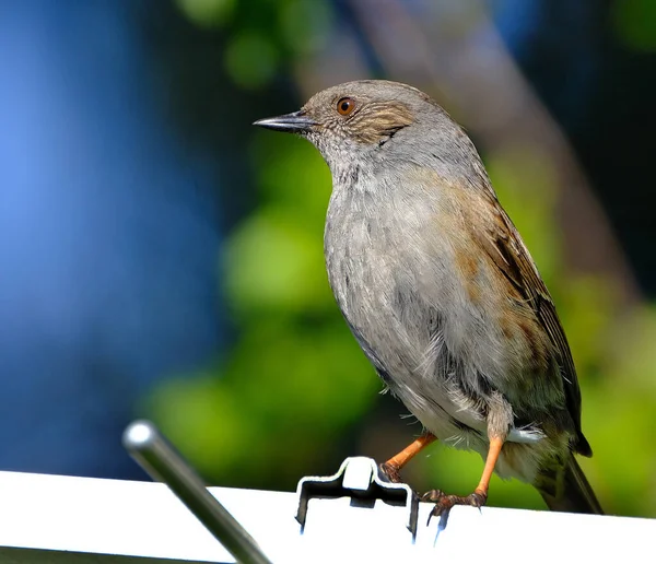 Dunnock Est Petit Passereau Oiseau Perché Présent Dans Toute Europe — Photo