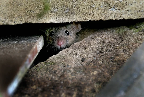 Souris Domestique Est Petit Mammifère Ordre Des Rodentia Caractérisé Par — Photo