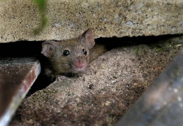 Ratón Casa Pequeño Mamífero Del Orden Rodentia Característicamente Con Hocico —  Fotos de Stock