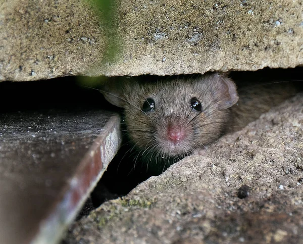 Ratón Casa Pequeño Mamífero Del Orden Rodentia Característicamente Con Hocico —  Fotos de Stock