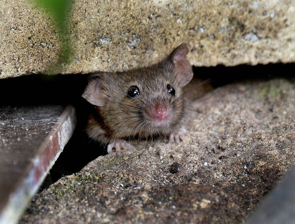 The house mouse is a small mammal of the order Rodentia, characteristically having a pointed snout, large rounded ears, and a long and hairy tail. It is one of the most abundant species of the genus Mus