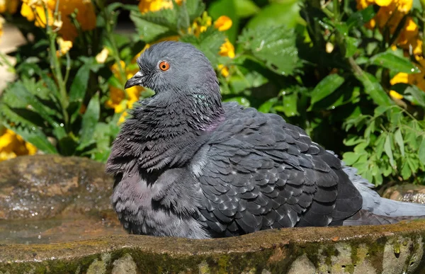 Feral Pigeons Also Called City Doves City Pigeons Street Pigeons — Stock Photo, Image