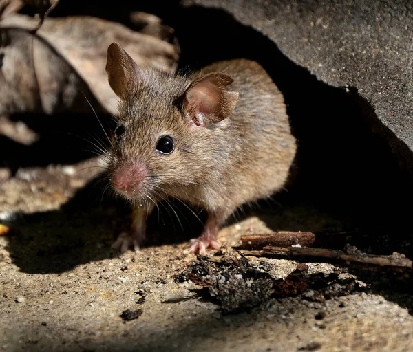 家鼠是啮齿类动物中的小哺乳动物 具有尖鼻孔 大圆形耳朵和长毛尾巴的特征 牠们是Mus属中最丰富的物种之一 — 图库照片