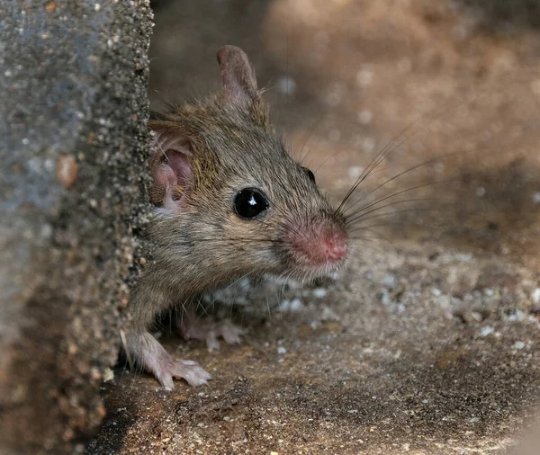 家鼠是啮齿类动物中的小哺乳动物 具有尖鼻孔 大圆形耳朵和长毛尾巴的特征 牠们是Mus属中最丰富的物种之一 — 图库照片