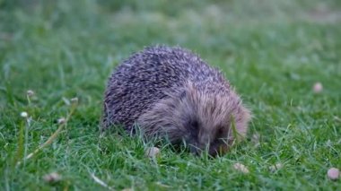 Kirpi, Eulipotyphlan familyasından Erinaceinae familyasından bir memeli türü..